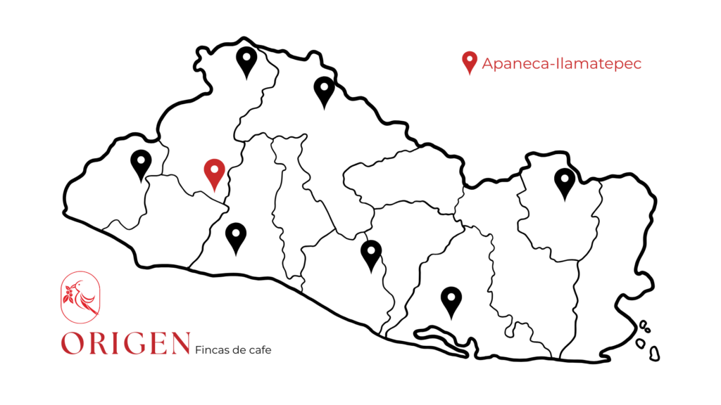 mapa fincas de cafe
